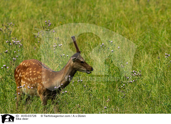 Sikawild / Sika deer / AVD-03726