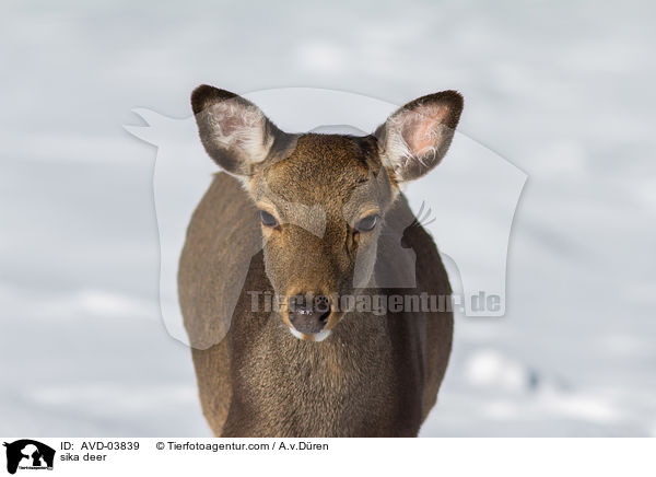 Sikawild / sika deer / AVD-03839