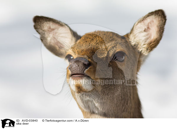 Sikawild / sika deer / AVD-03840