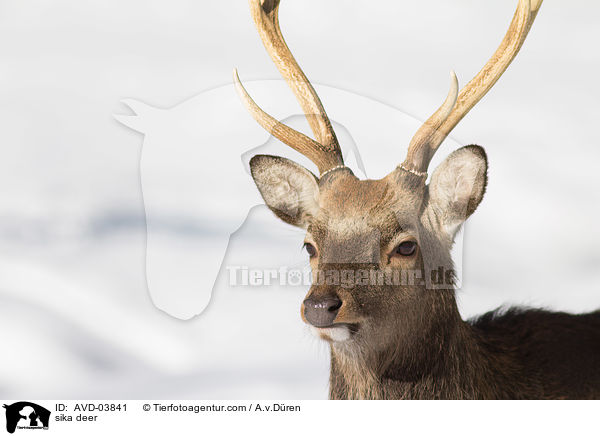 Sikawild / sika deer / AVD-03841