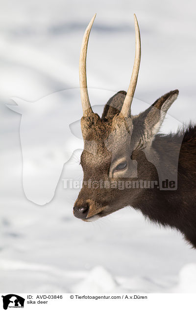 Sikawild / sika deer / AVD-03846