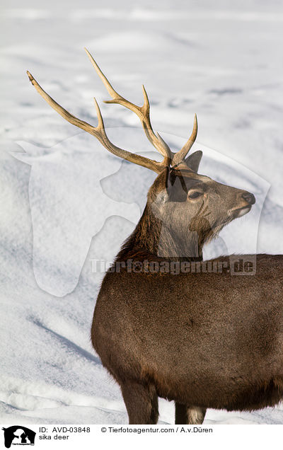 Sikawild / sika deer / AVD-03848