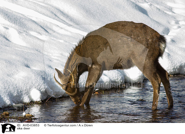 Sikawild / sika deer / AVD-03853