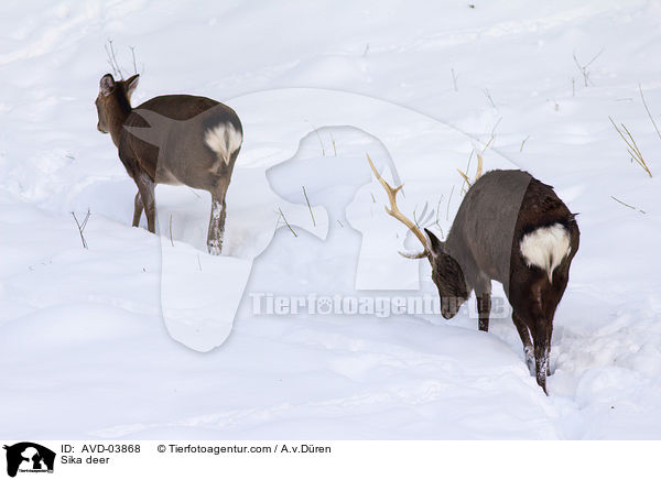 Sikawild / Sika deer / AVD-03868