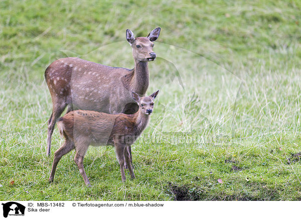 Sikawild / Sika deer / MBS-13482