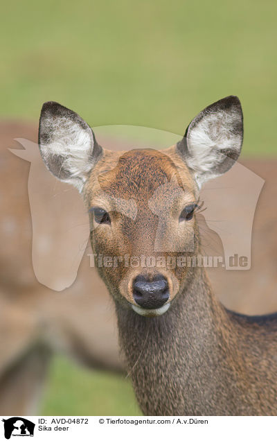 Sika deer / AVD-04872