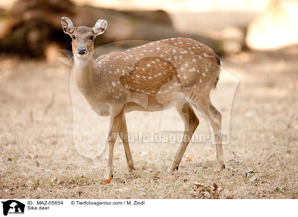 Sikawild / Sika deer / MAZ-05654