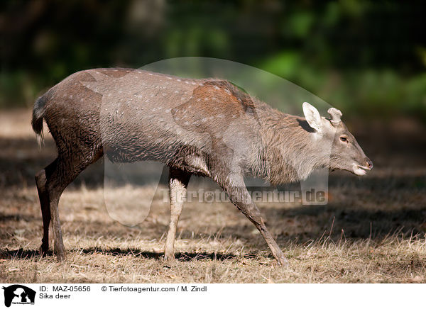 Sikawild / Sika deer / MAZ-05656