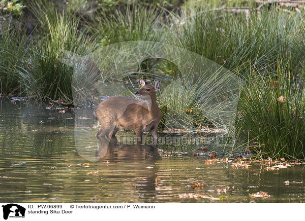 stehendes Sikawild / standing Sika Deer / PW-06899