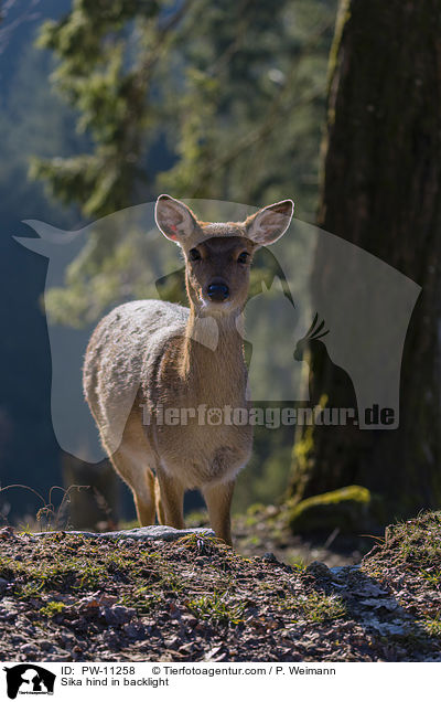 Sika Hirschkuh im Gegenlicht / Sika hind in backlight / PW-11258