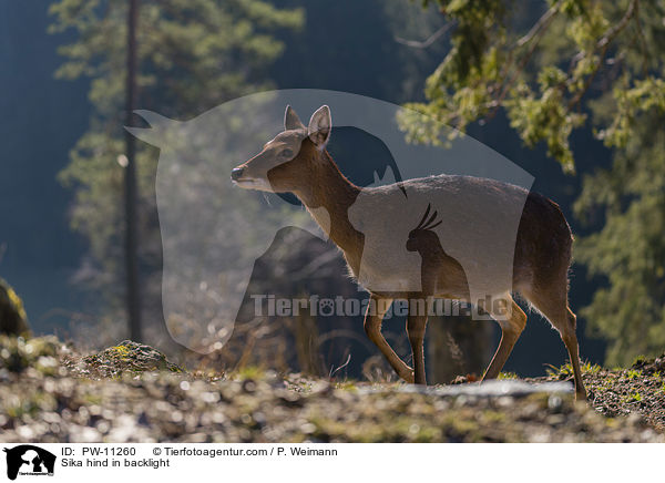 Sika Hirschkuh im Gegenlicht / Sika hind in backlight / PW-11260