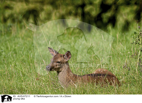 junges Sikawild / young sika / AVD-07211