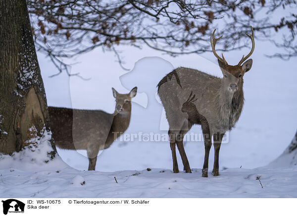 Sikawild / Sika deer / WS-10675