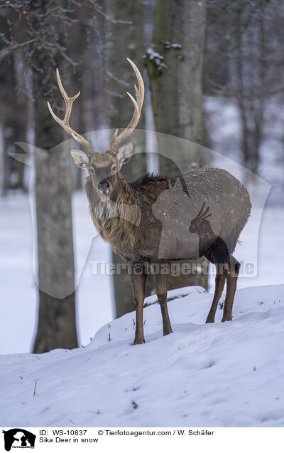 Sikahirsch im Schnee / Sika Deer in snow / WS-10837