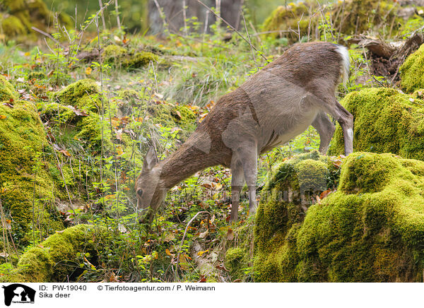 Sikawild / Sika deer / PW-19040