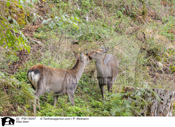 Sikawild / Sika deer / PW-19047