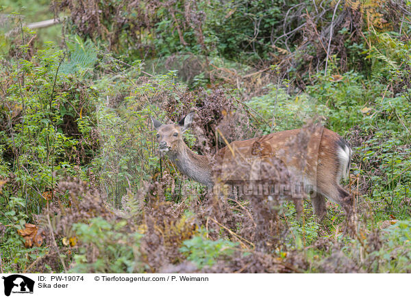 Sikawild / Sika deer / PW-19074