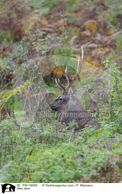 Sikawild / Sika deer / PW-19085