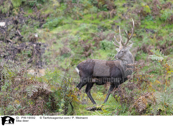 Sikawild / Sika deer / PW-19092