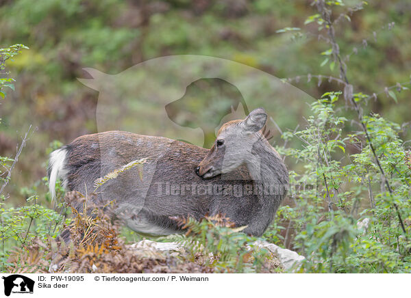 Sikawild / Sika deer / PW-19095