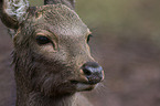 Sika deer