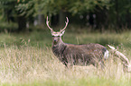 standing Sika Deer