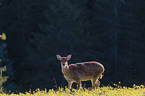 Sika hind in backlight