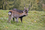 Sika deer