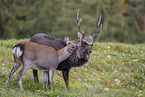 Sika deer