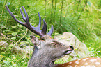 male Sika deer