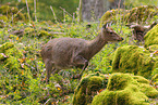 Sika deer