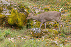 Sika deer