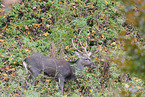 Sika deer