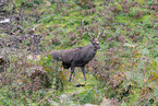 Sika deer