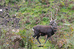 Sika deer