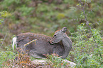 Sika deer