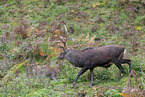 Sika deer