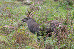 Sika deer