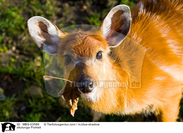 Sitatunga Portrait / situtunga Portrait / MBS-03586