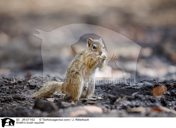 Smith's bush squirrel / JR-07162