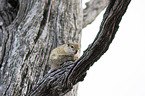 sitting Smith's Bush Squirrel