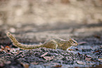 Smith's bush squirrel