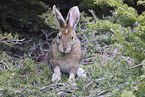 snowshoe hare