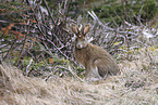 snowshoe hare