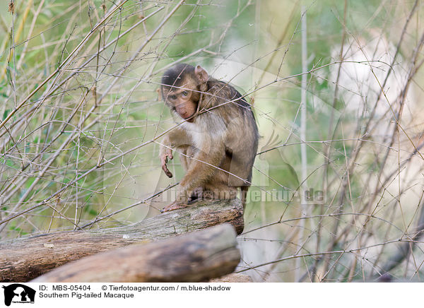 Sdlicher Schweinsaffe / Southern Pig-tailed Macaque / MBS-05404