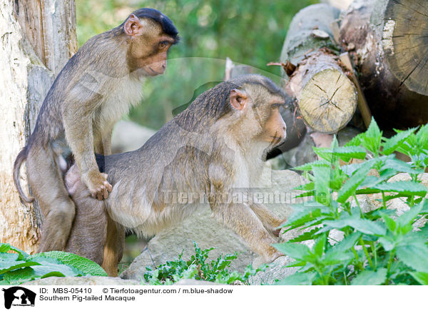 Sdlicher Schweinsaffe / Southern Pig-tailed Macaque / MBS-05410