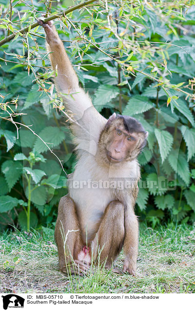 Sdlicher Schweinsaffe / Southern Pig-tailed Macaque / MBS-05710