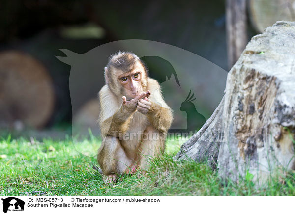 Sdlicher Schweinsaffe / Southern Pig-tailed Macaque / MBS-05713