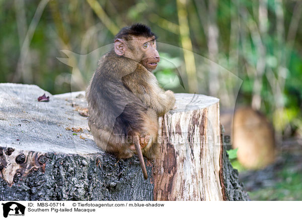 Sdlicher Schweinsaffe / Southern Pig-tailed Macaque / MBS-05714