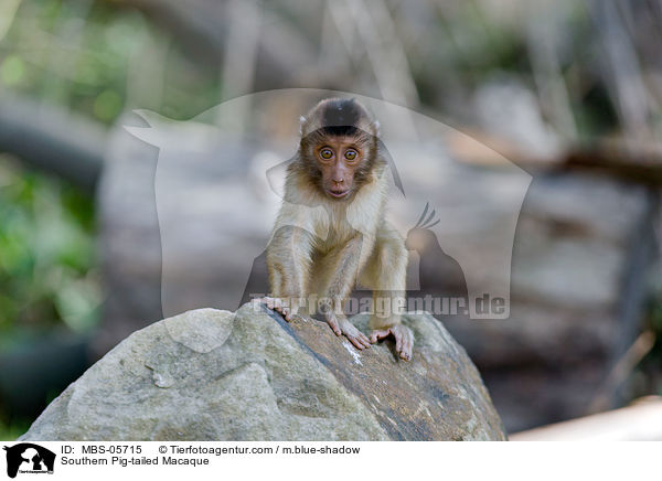 Sdlicher Schweinsaffe / Southern Pig-tailed Macaque / MBS-05715